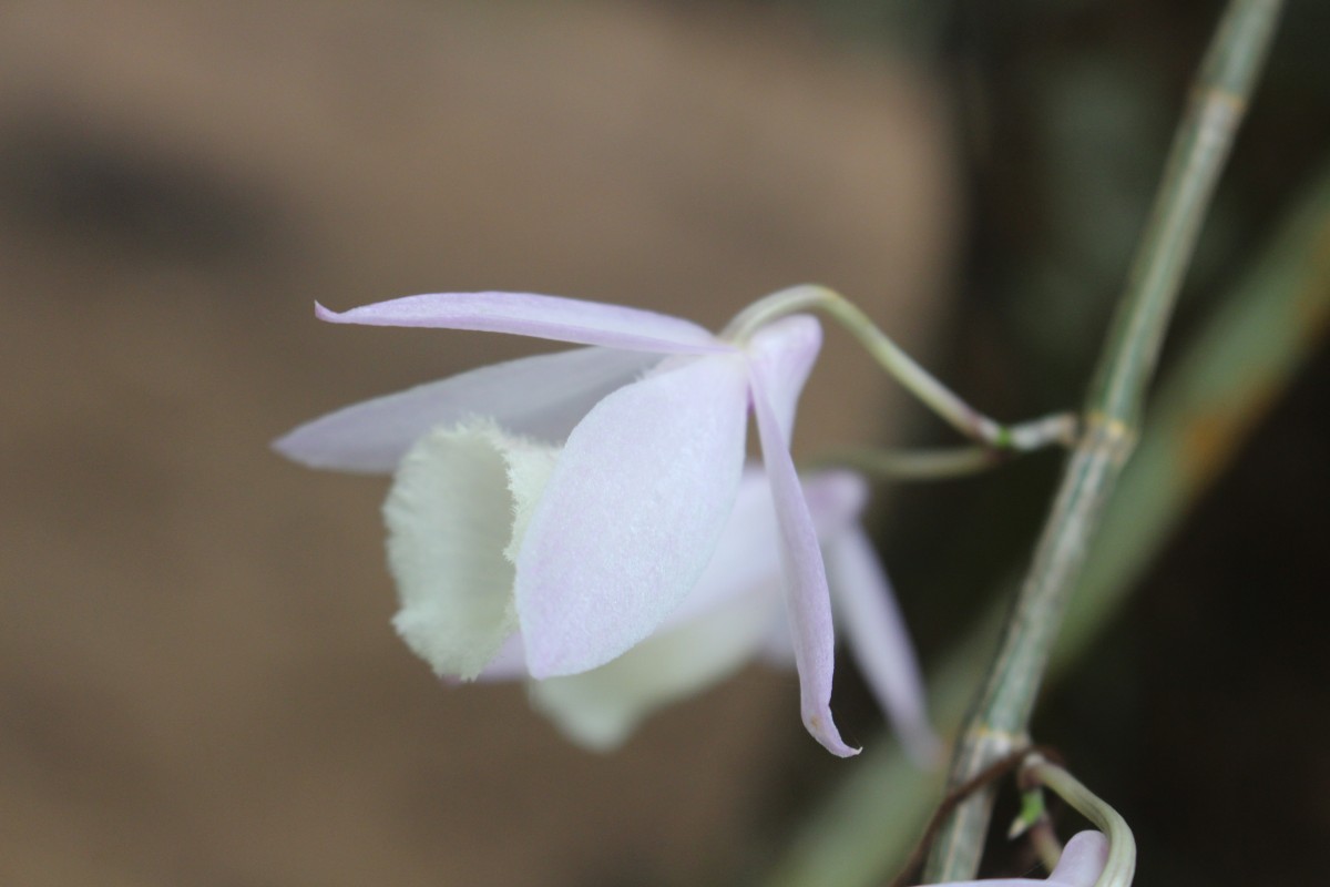 Dendrobium aphyllum (Roxb.) C.E.C.Fisch.